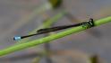 Ischnura capreolus (Tiny Forktail)-2.jpg